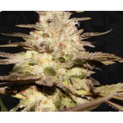 CALIFUNK · TH Seeds · cannabis samen · Fem