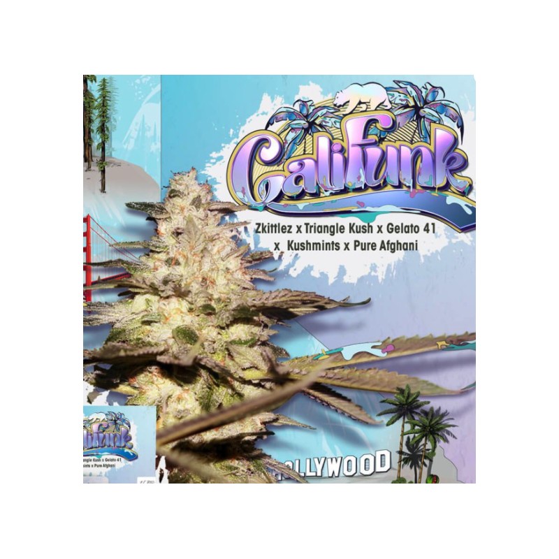 CALIFUNK · TH Seeds · semi di canapa · Fem