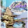 CALIFUNK  · TH Seeds · semi di canapa · Fem