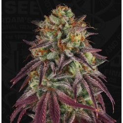 HAZANANA · TH Seeds · semi...