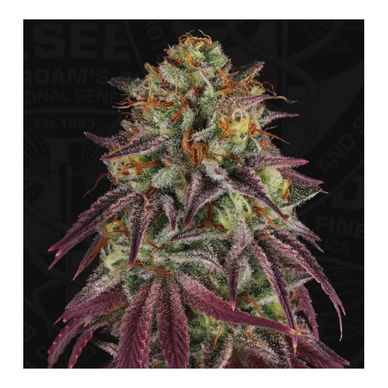 HAZANANA · TH Seeds · semi di canapa · Fem