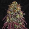 HAZANANA · TH Seeds · cannabis seeds · Fem
