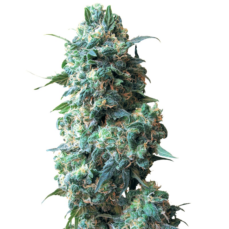 AFGHAN KUSH · White Label Seeds · semi di canapa · Reg