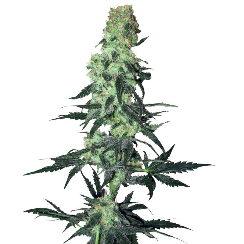 AMNESIA WHITE · White Label Seeds · semi di canapa · Reg