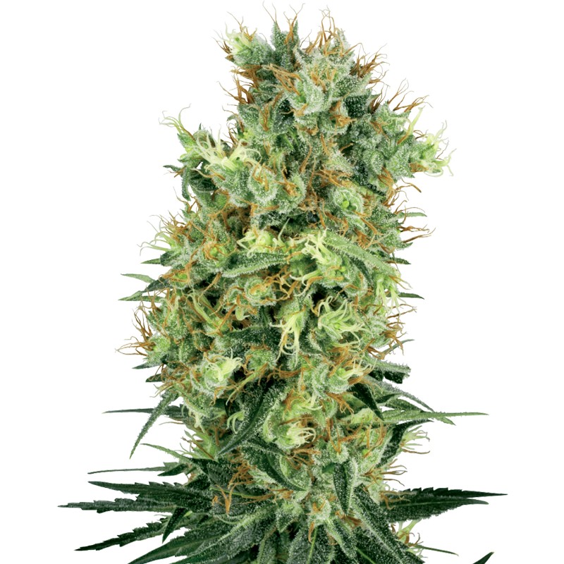 CALI ORANGE BUD · White Label Seeds · semi di canapa · Reg