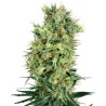 CALI ORANGE BUD · White Label Seeds · semi di canapa · Reg