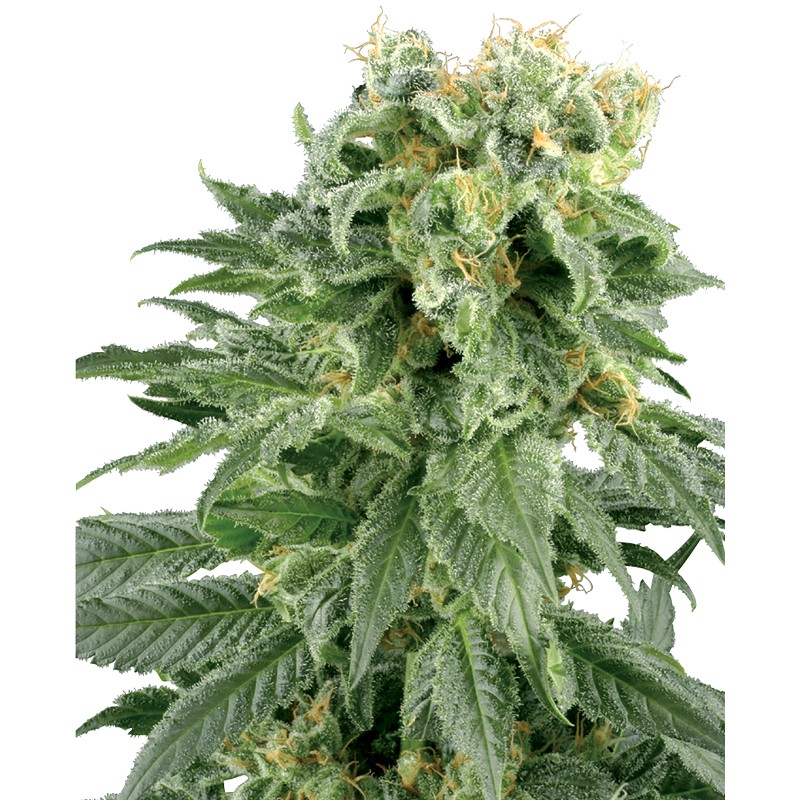 DOUBLE GUM · White Label Seeds · cannabis seeds · Reg