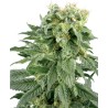 DOUBLE GUM · White Label Seeds · semi di canapa · Reg