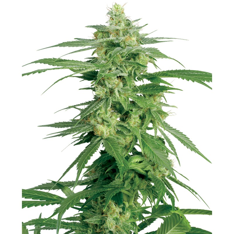 HOLLANDS HOPE · White Label Seeds · semi di canapa · Reg