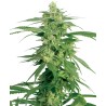 HOLLANDS HOPE · White Label Seeds · semi di canapa · Reg