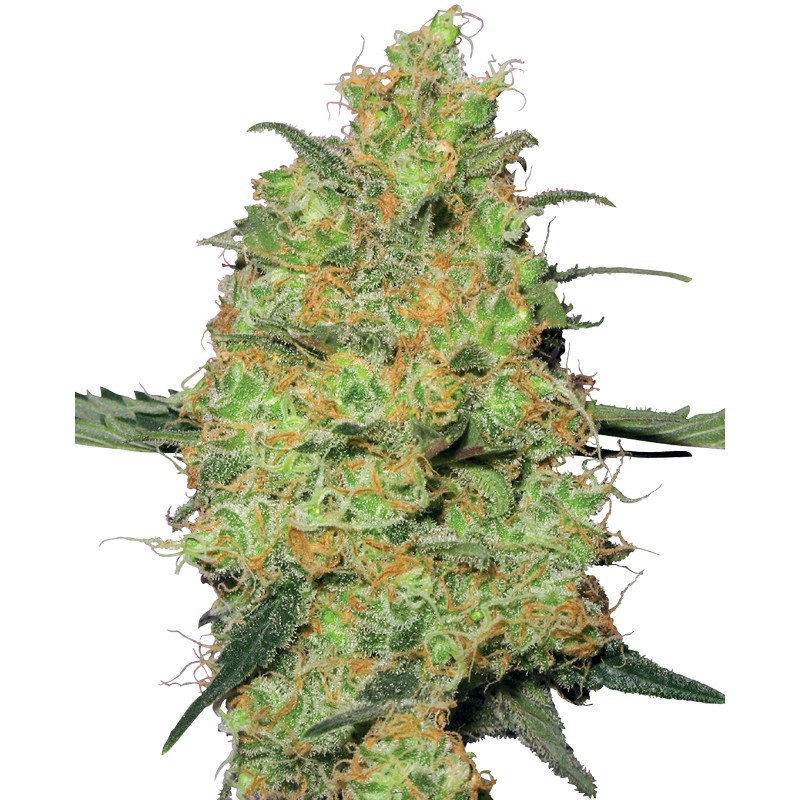 MASTER KUSH · White Label Seeds · semi di canapa · Reg