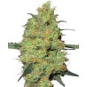 MASTER KUSH · White Label Seeds · semi di canapa · Reg