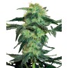 WHITE ICE · White Label Seeds · cannabis seeds · Reg