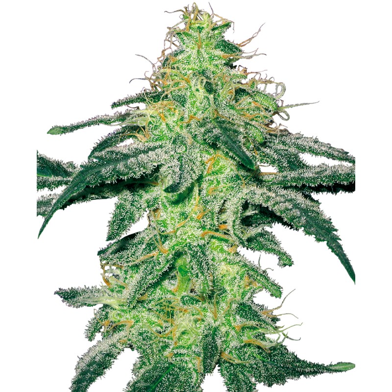 WHITE SKUNK · White Label Seeds · semi di canapa · Reg