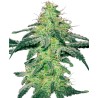 WHITE SKUNK · White Label Seeds · semi di canapa · Reg