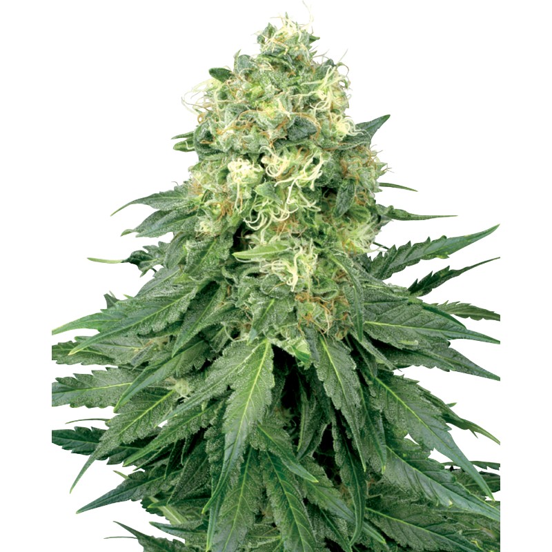 WHITE WIDOW · White Label Seeds · semi di canapa · Reg