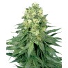 WHITE WIDOW · White Label Seeds · semi di canapa · Reg