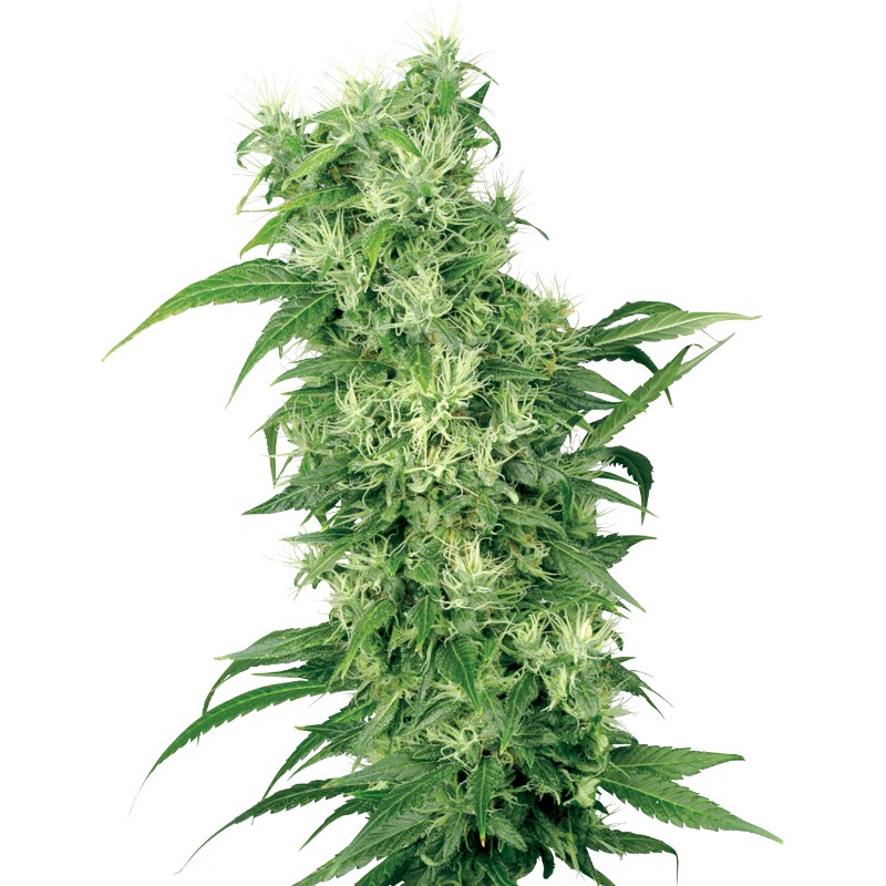 FEMALE MIX · White Label Seeds · kenevir tohum · Disi · Fem