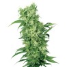 FEMALE MIX · White Label  Seeds · kenevir tohum · Disi · Fem