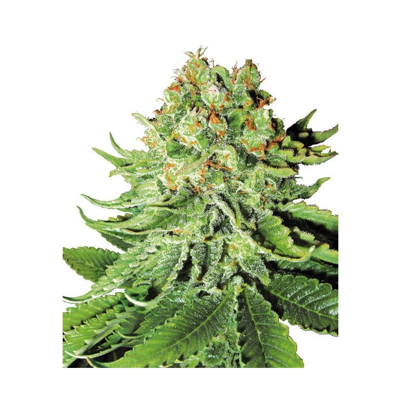 NORTHERN LIGHTS · White Label Seeds · kaufen cannabis samen · Fem