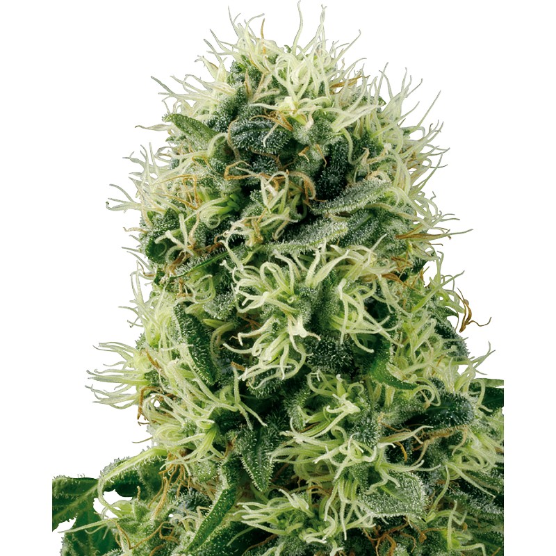PURE POWER PLANT · White Label Seeds · semi di canapa · Fem