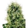 PURE POWER PLANT · White Label  Seeds · cannabis seeds · Fem