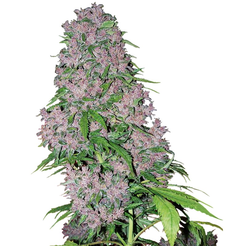 PURPLE BUD · White Label  Seeds · cannabis seeds · Fem