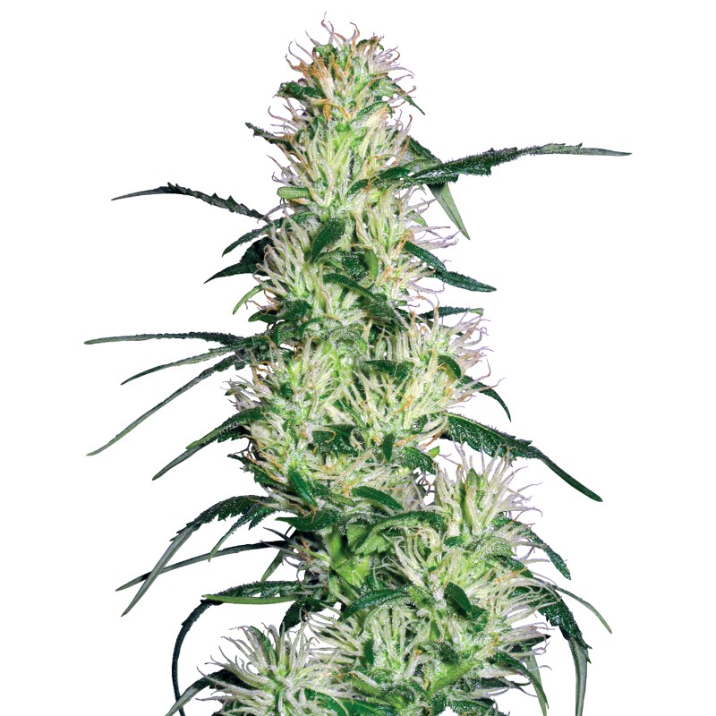 PURPLE HAZE · White Label  Seeds · cannabis seeds · Fem