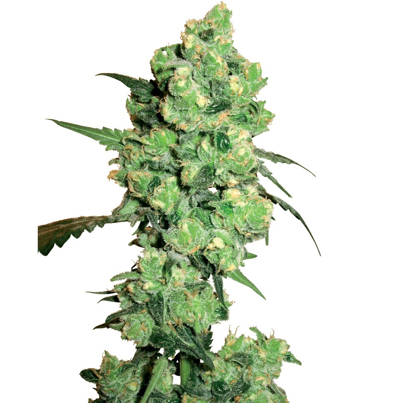 SUPER SKUNK · White Label Seeds · sementes de maconha · Fem
