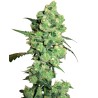 SUPER SKUNK · White Label  Seeds · sementes de maconha · Fem