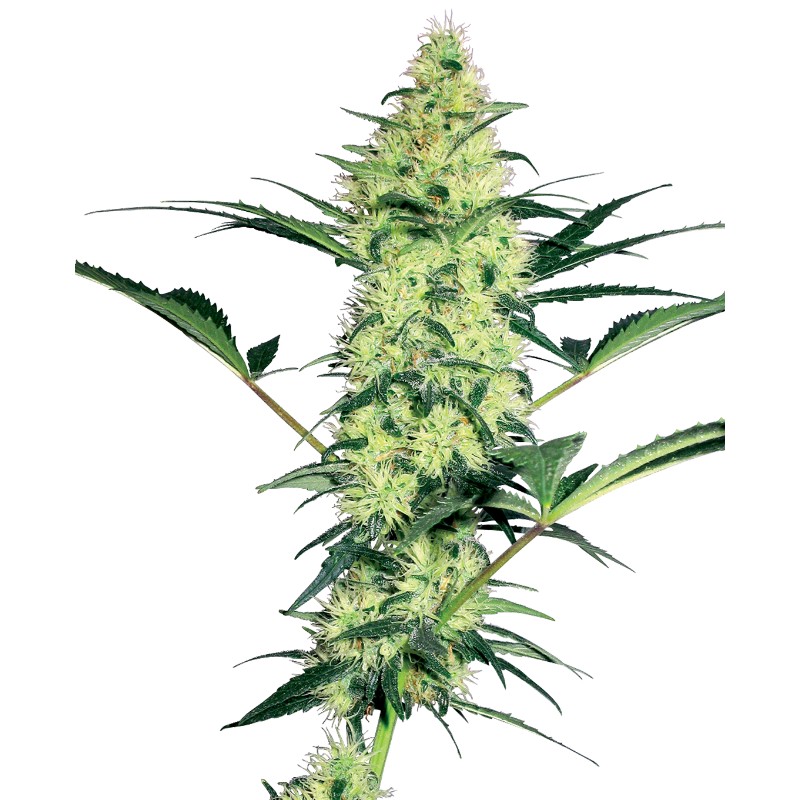 WHITE DIESEL · White Label  Seeds · cannabis seeds · Fem