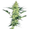 WHITE DIESEL · White Label  Seeds · cannabis seeds · Fem