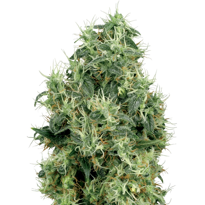 WHITE GOLD · White Label Seeds · cannabis samen · Fem