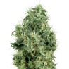 WHITE GOLD · White Label  Seeds · semi di canapa · Fem