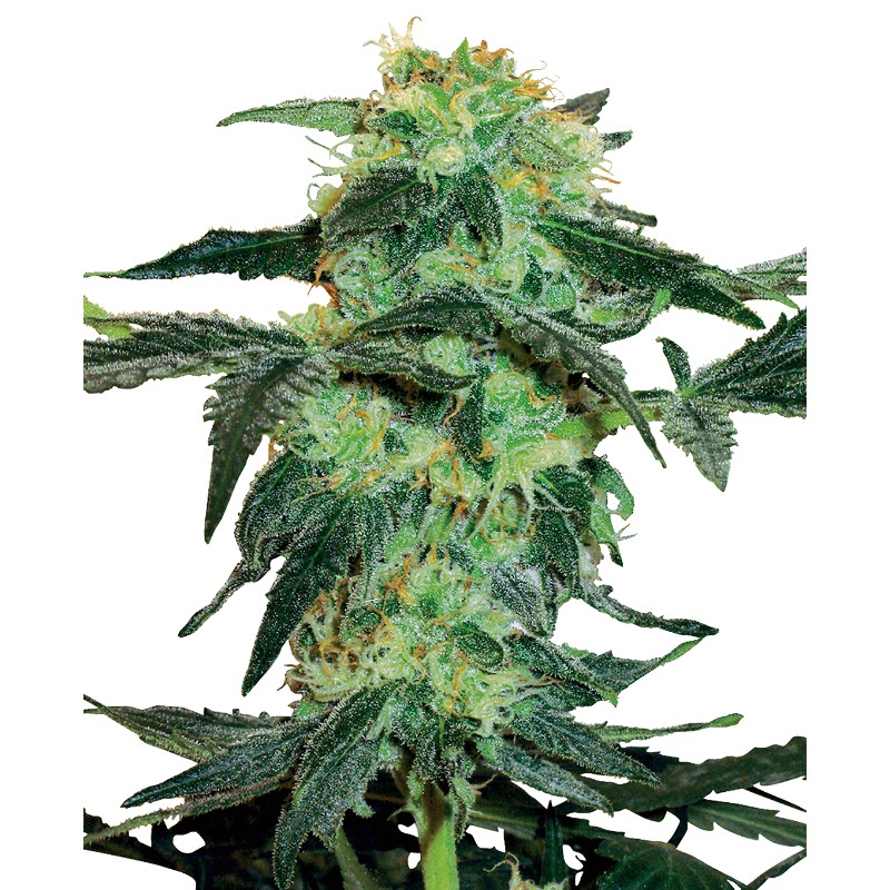 WHITE ICE · White Label  Seeds · cannabis seeds · Fem