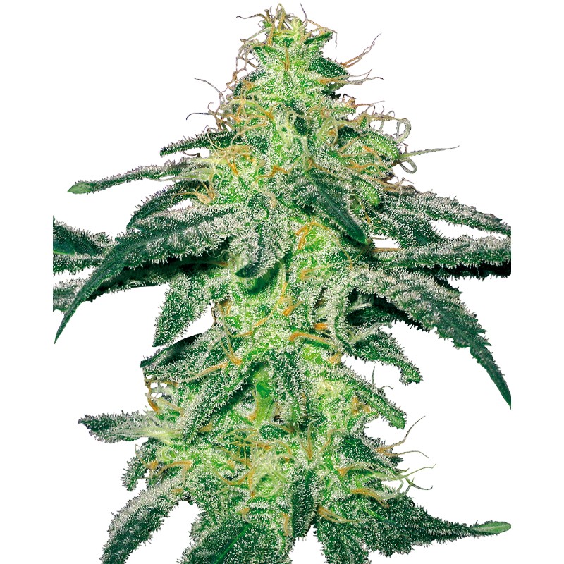 WHITE SKUNK · White Label  Seeds · cannabis seeds · Fem