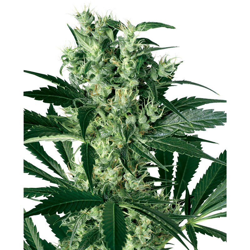 X HAZE · White Label Seeds · sementes de maconha · Fem