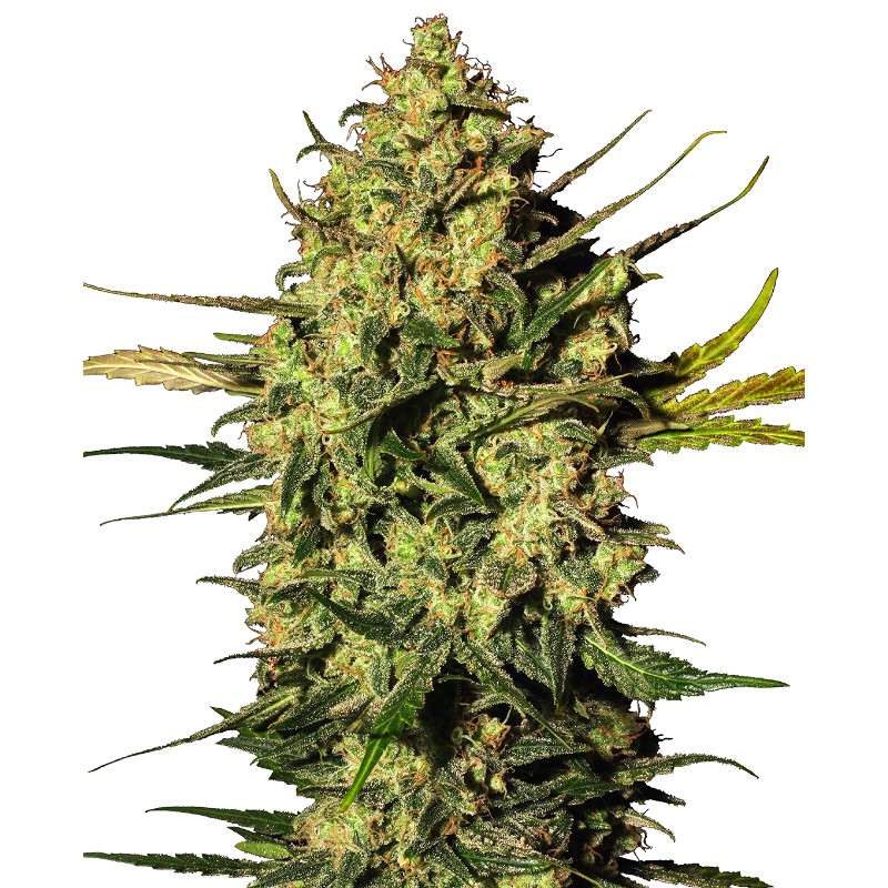 MASTER KUSH AUTOMATIC · White Label  Seeds · semi di canapa · AutoFem