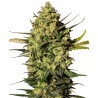 MASTER KUSH AUTOMATIC · White Label  Seeds · semi di canapa · AutoFem