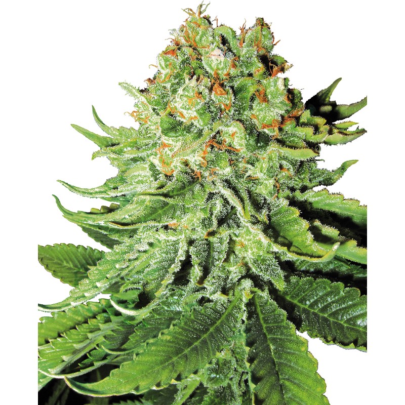 NORTHERN LIGHTS AUTO · White Label  Seeds · semi di canapa indiana · AutoFem