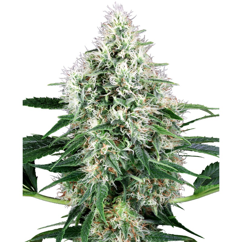 PURE POWER PLANT AUTOMATIC · White Label  Seeds · cannabis seeds · AutoFem