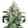 PURE POWER PLANT AUTOMATIC · White Label  Seeds · semi di canapa · AutoFem
