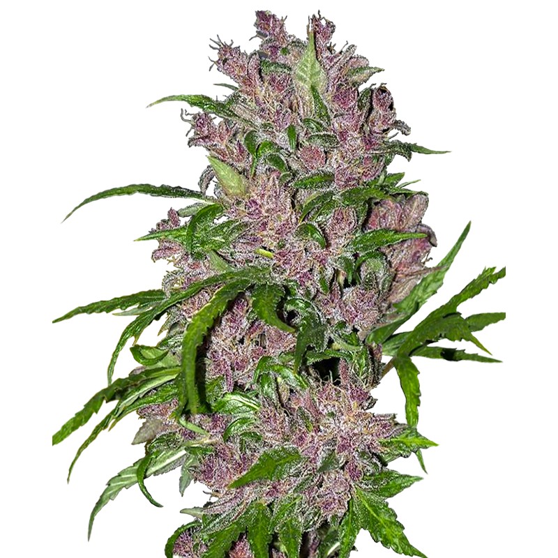 PURPLE BUD AUTOMATIC · White Label  Seeds · semi di canapa · AutoFem