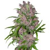 PURPLE BUD AUTOMATIC · White Label  Seeds · semi di canapa · AutoFem