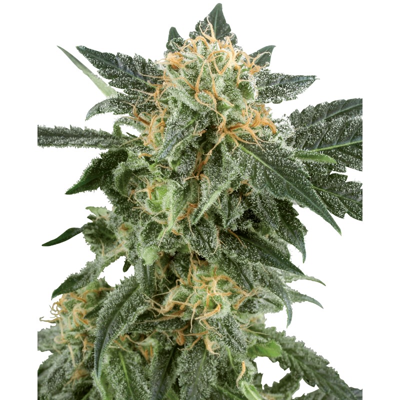 SNOW RYDER · White Label Seeds · sementes de maconha · AutoFem