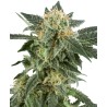 SNOW RYDER · White Label  Seeds · cannabis samen · AutoFem