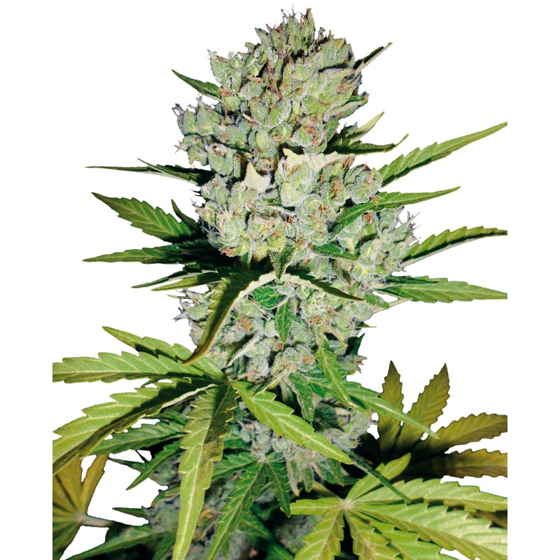 SUPER SKUNK AUTOMATIC · White Label  Seeds · semi di canapa · AutoFem