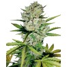 SUPER SKUNK AUTOMATIC · White Label  Seeds · semi di canapa · AutoFem
