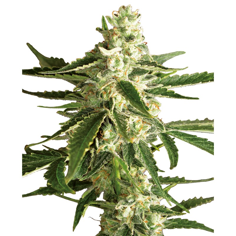WHITE DIESEL HAZE AUTO · White Label  Seeds · cannabis seeds · AutoFem