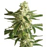 WHITE DIESEL HAZE AUTO · White Label  Seeds · semi di canapa indiana · AutoFem